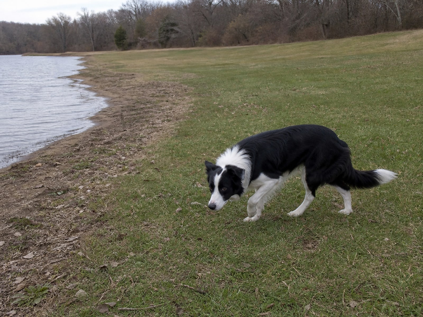 Maintained ground in New Britain, CT holding clear of Canada geese after repeat visits