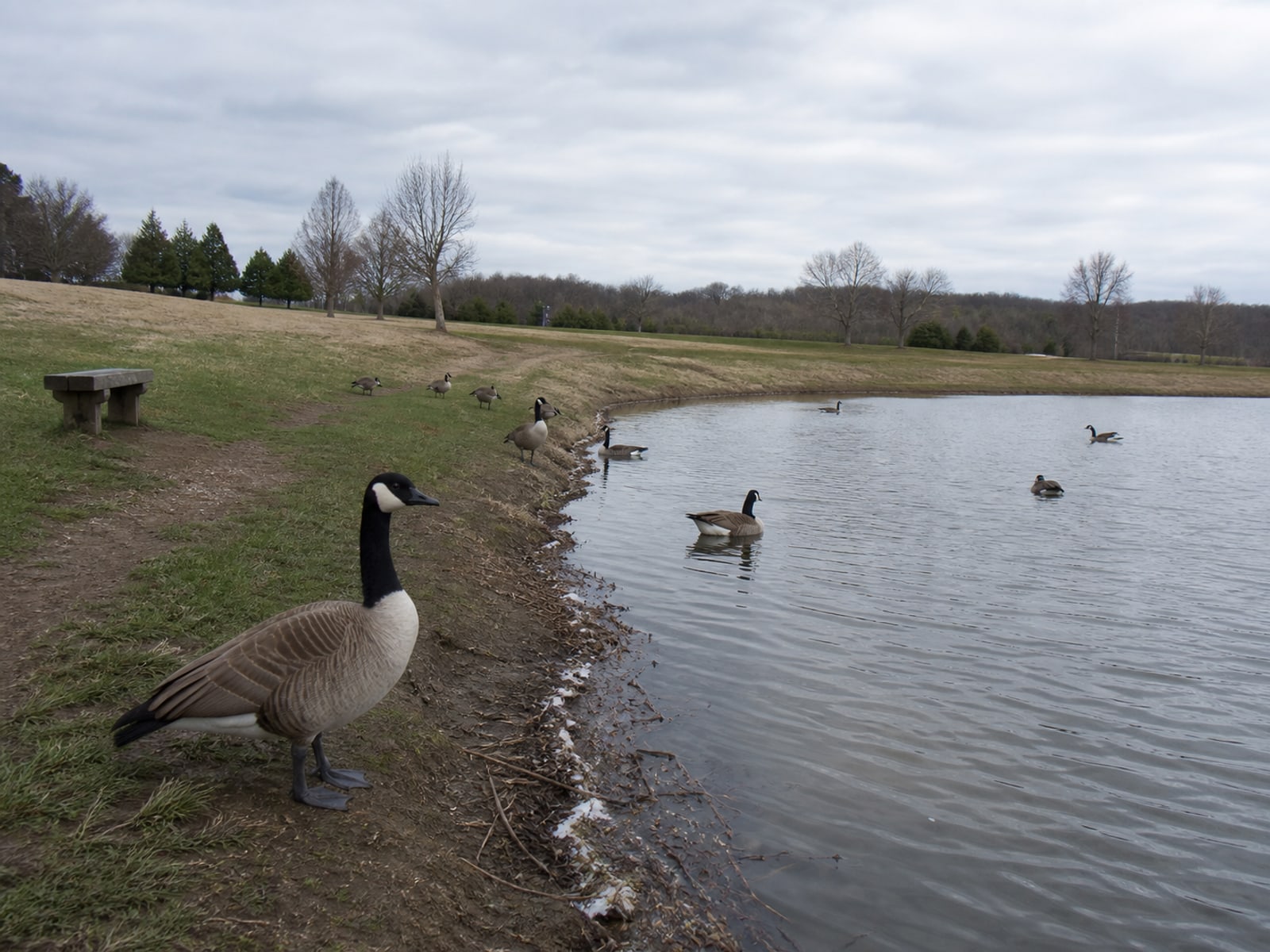 Canada goose droppings and grazed turf on maintained ground in New Britain, CT