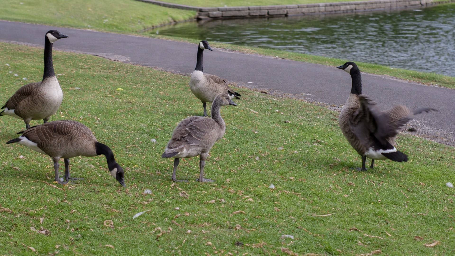 A Border Collie working a flock of Canada geese off maintained ground in New Britain, CT