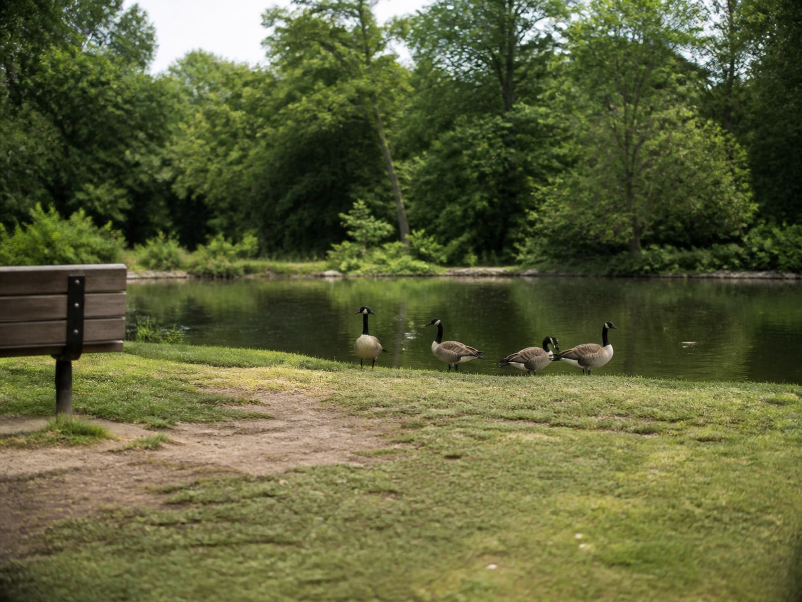 Canada goose droppings and grazed turf on maintained ground in Newington, CT