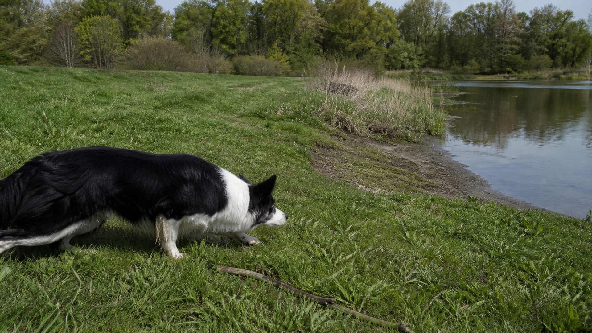 A Border Collie working a flock of Canada geese off maintained ground in Newington, CT
