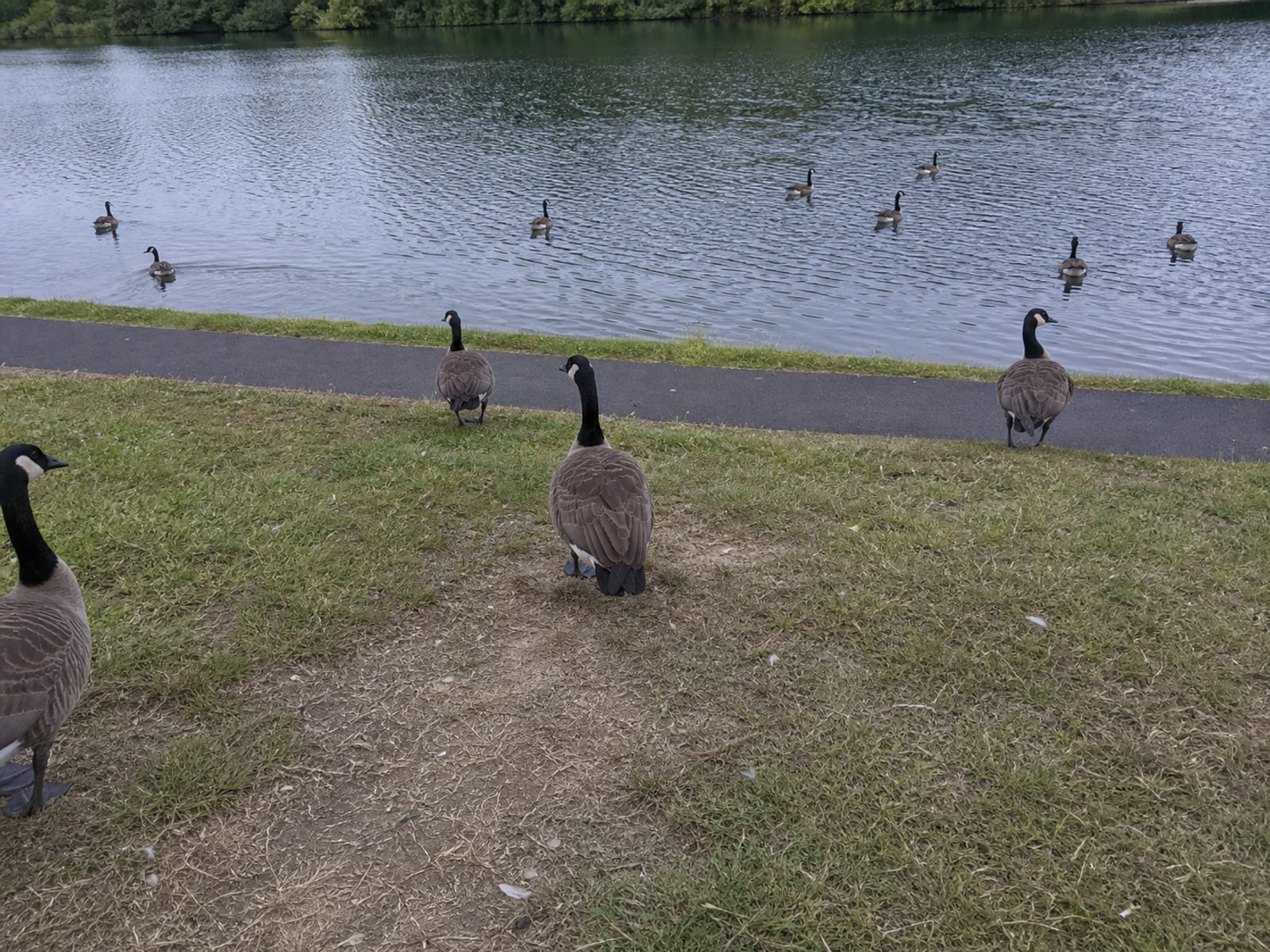 Canada goose droppings and grazed turf on maintained ground in Newtown, CT
