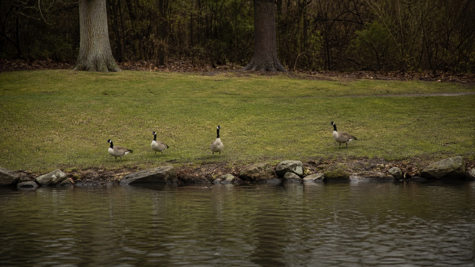 A Border Collie working a flock of Canada geese off maintained ground in Newtown, CT