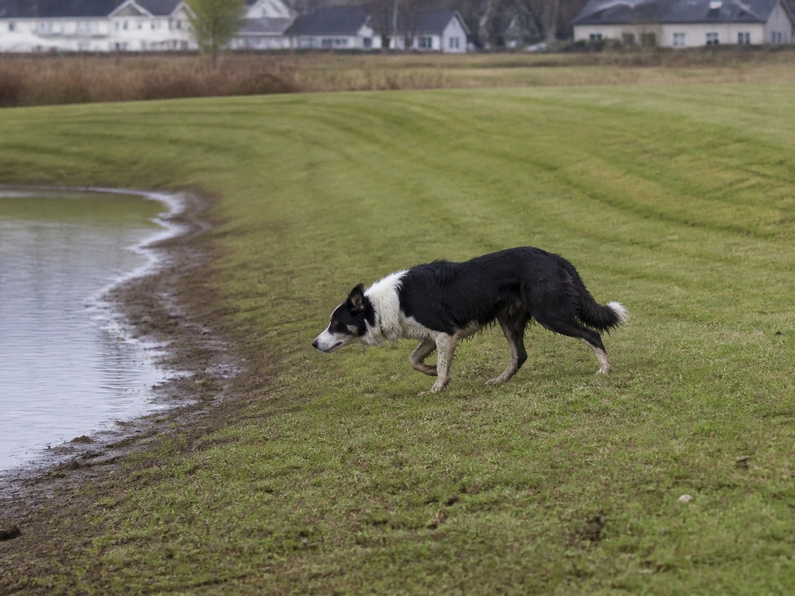 Maintained ground in Rocky Hill, CT holding clear of Canada geese after repeat visits