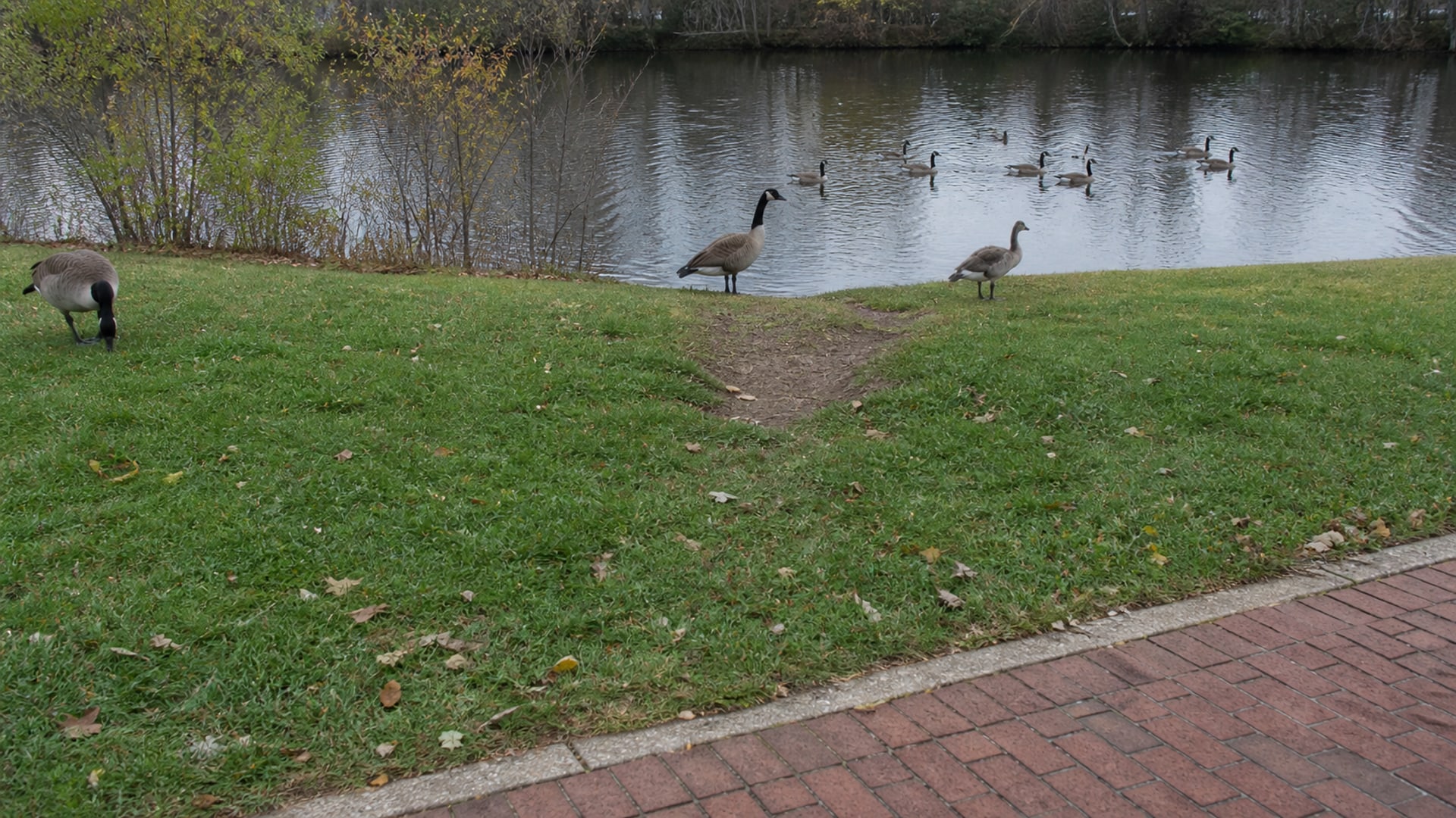 A Border Collie working a flock of Canada geese off maintained ground in Rocky Hill, CT