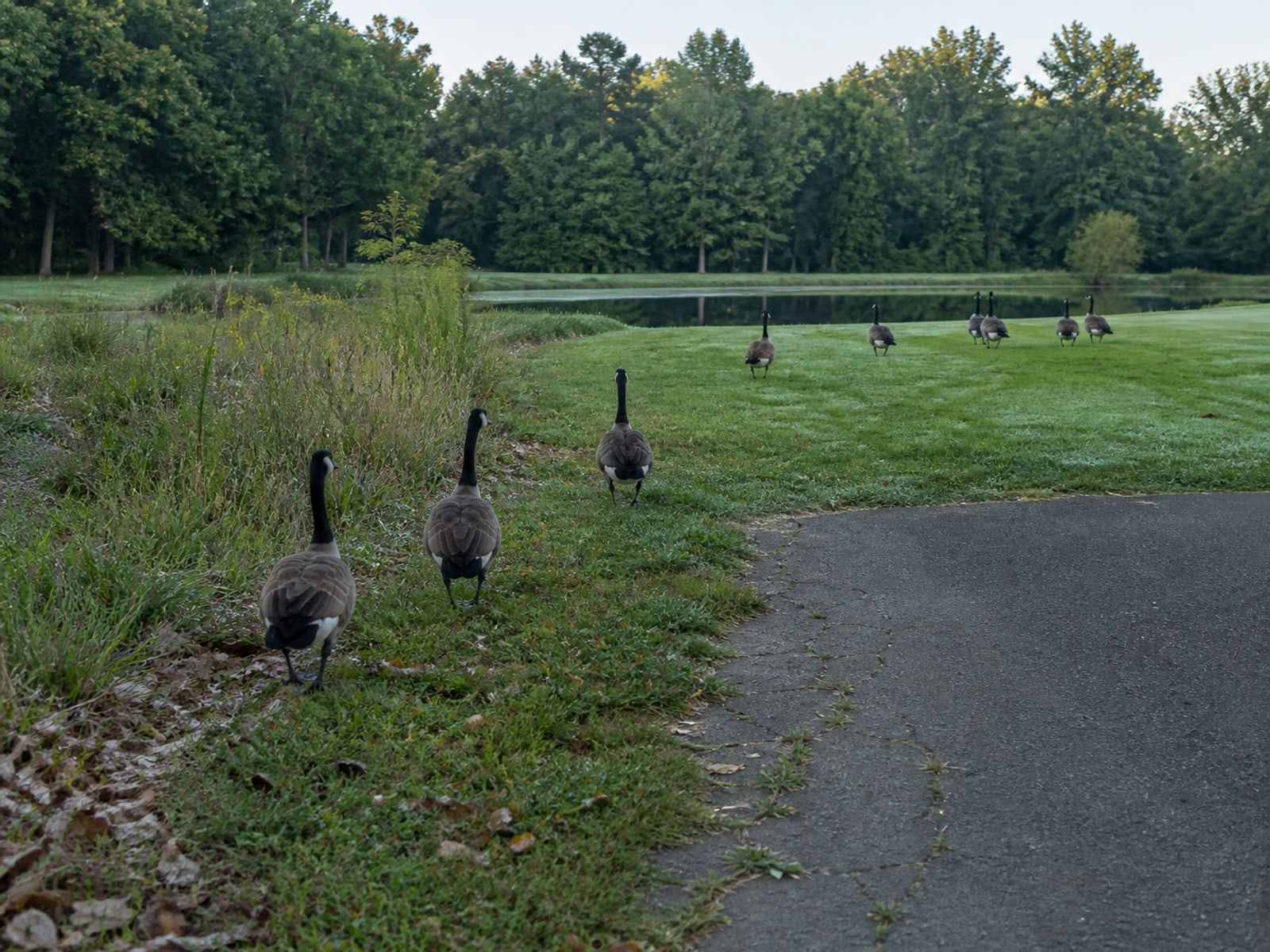 Canada goose droppings and grazed turf on maintained ground in Simsbury, CT