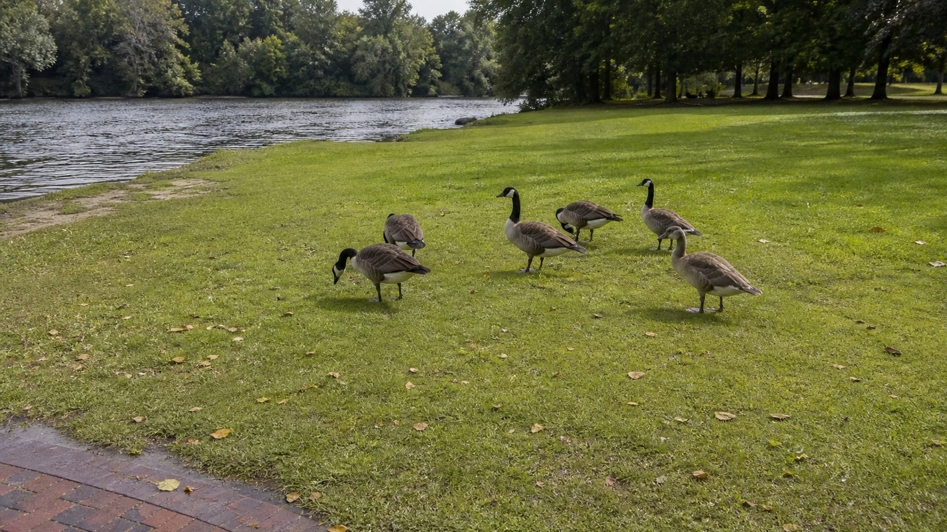 A Border Collie working a flock of Canada geese off maintained ground in Simsbury, CT