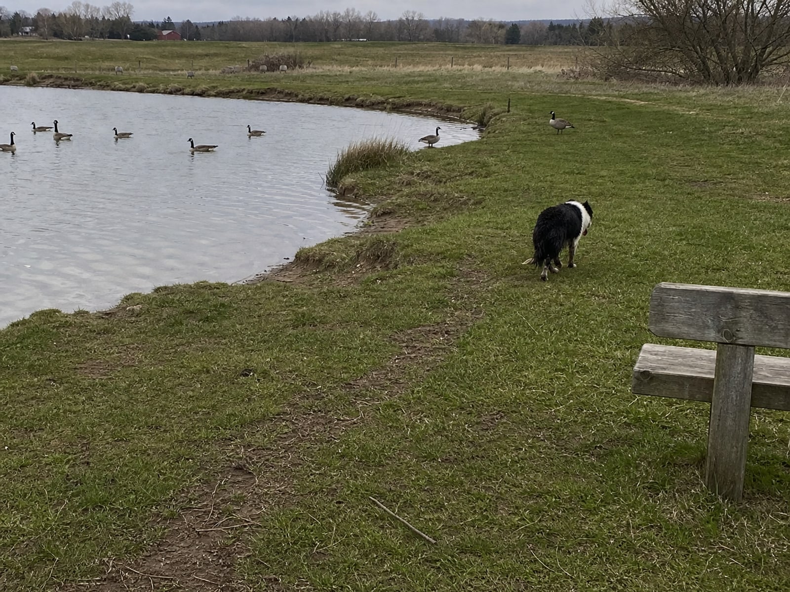 Maintained ground in South Windsor, CT holding clear of Canada geese after repeat visits