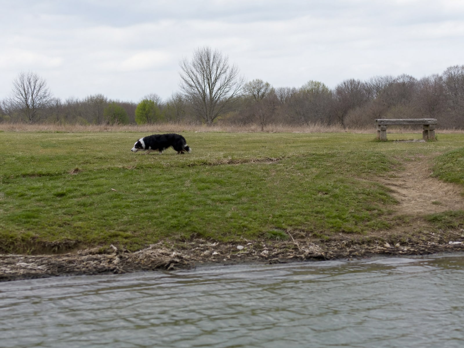 Canada goose droppings and grazed turf on maintained ground in South Windsor, CT