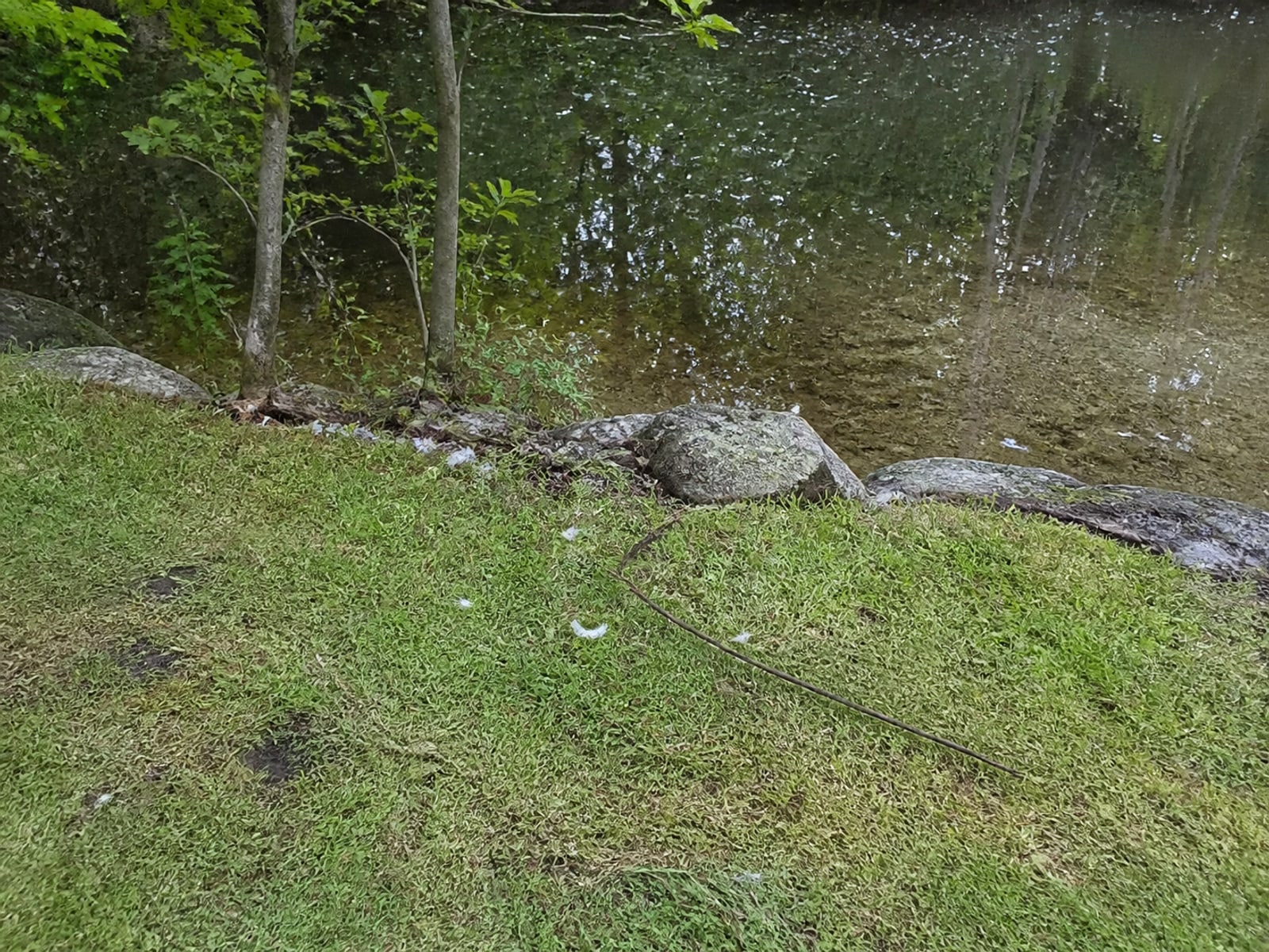 Canada goose droppings and grazed turf on maintained ground in Southington, CT