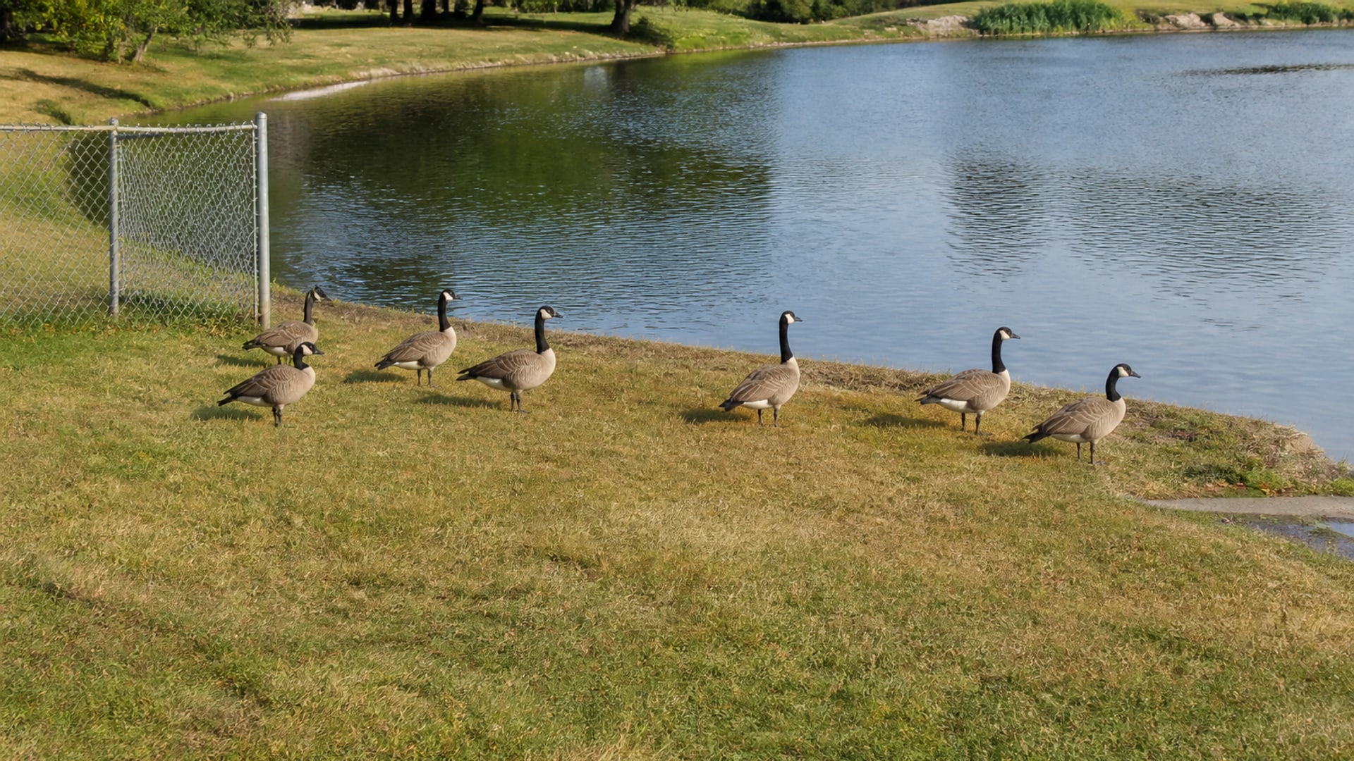 A Border Collie working a flock of Canada geese off maintained ground in Southington, CT