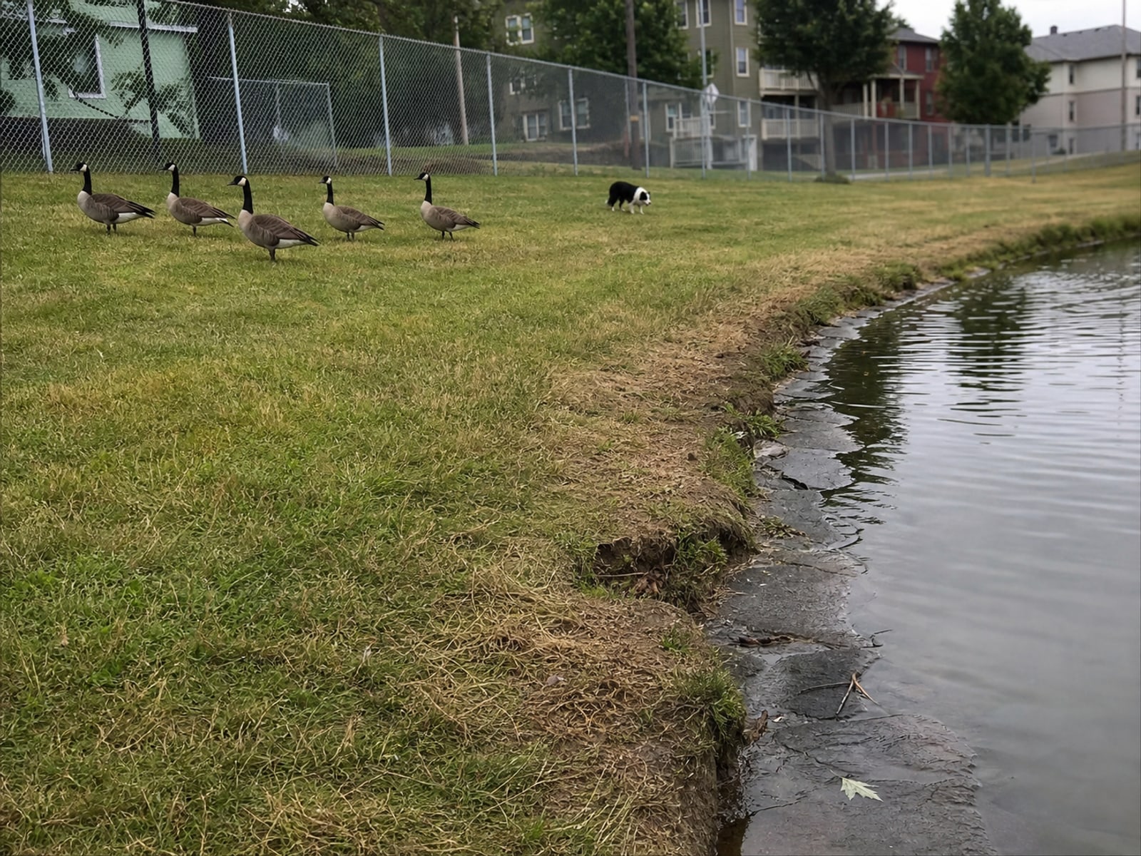 Maintained ground in Springfield, MA holding clear of Canada geese after repeat visits