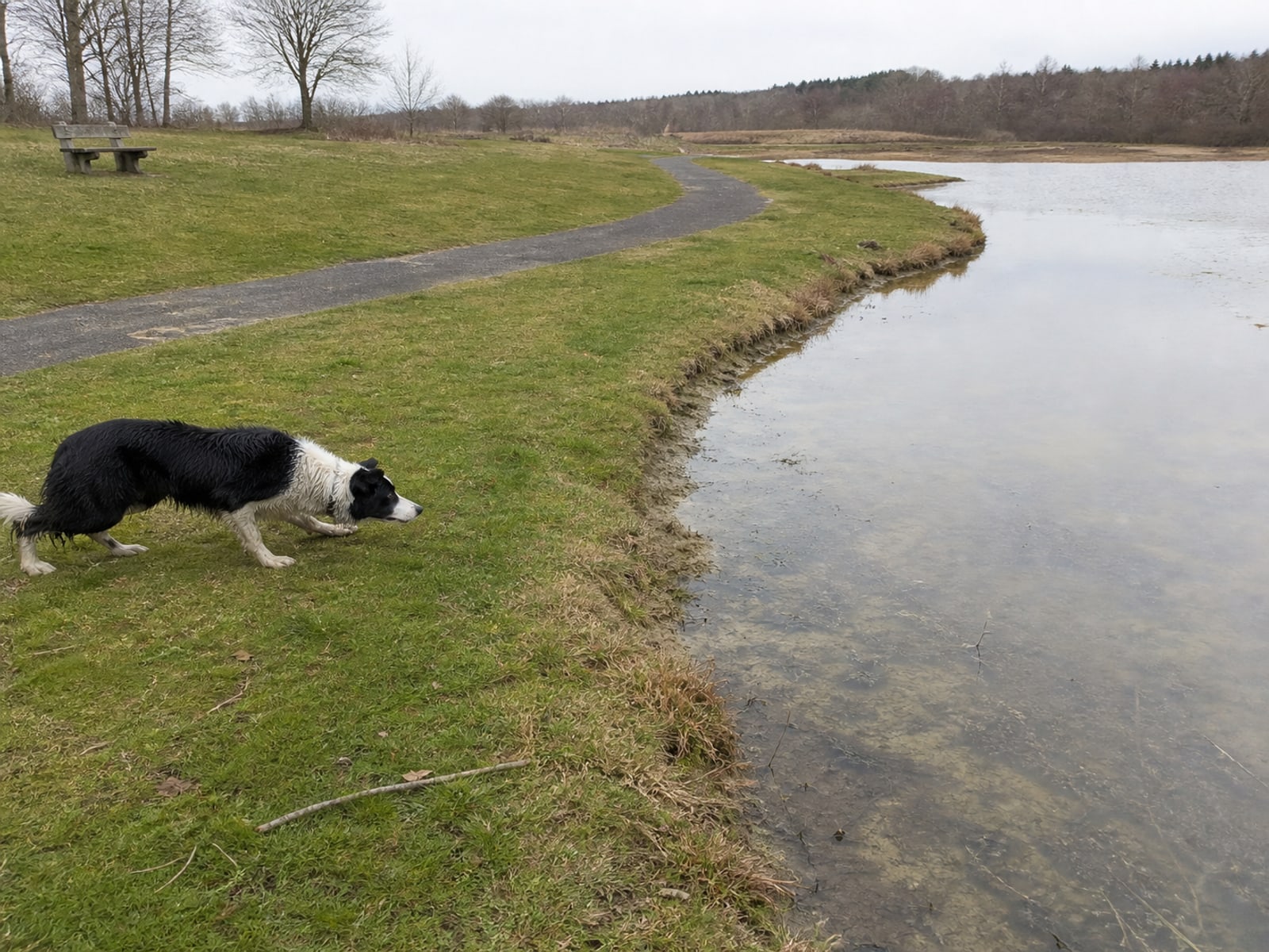 Canada goose droppings and grazed turf on maintained ground in Springfield, MA