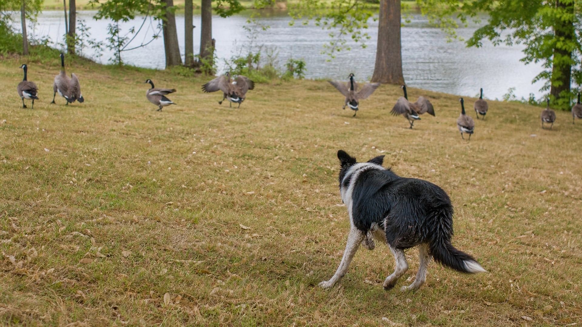 A Border Collie working a flock of Canada geese off maintained ground in Springfield, MA