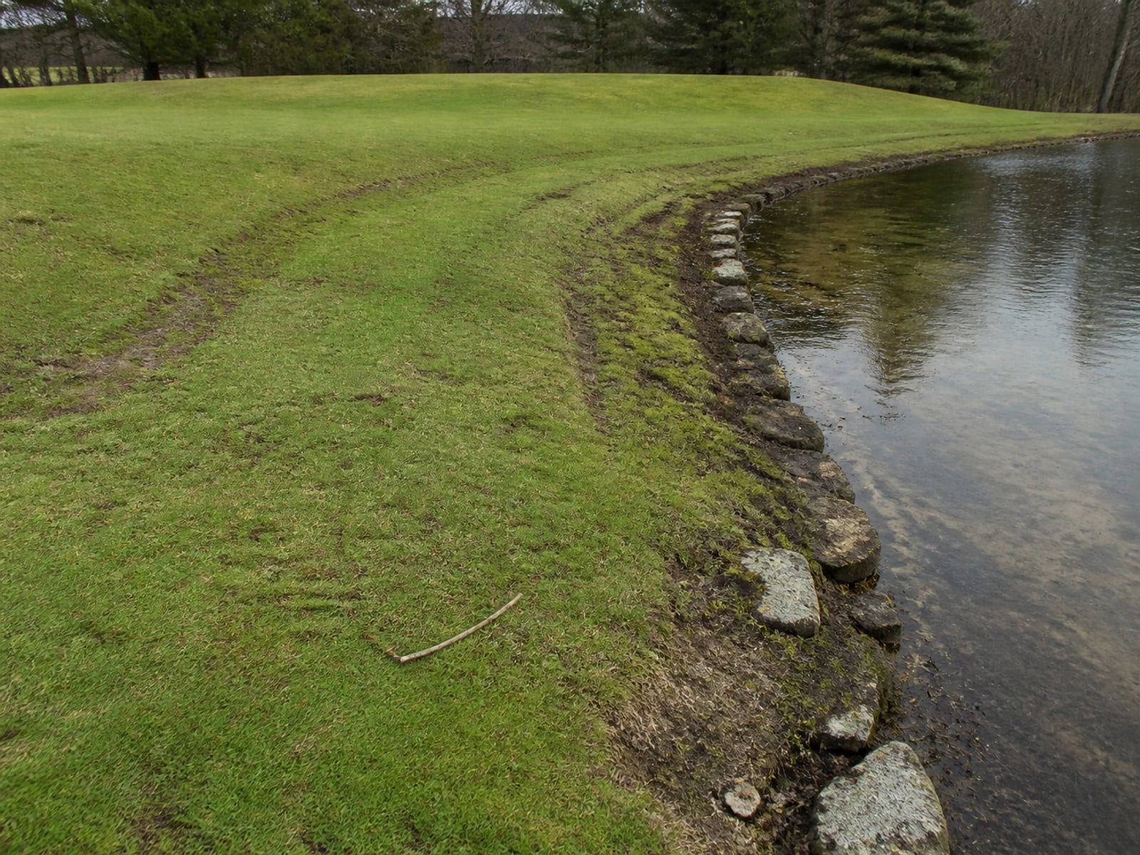 Maintained ground in West Hartford, CT holding clear of Canada geese after repeat visits