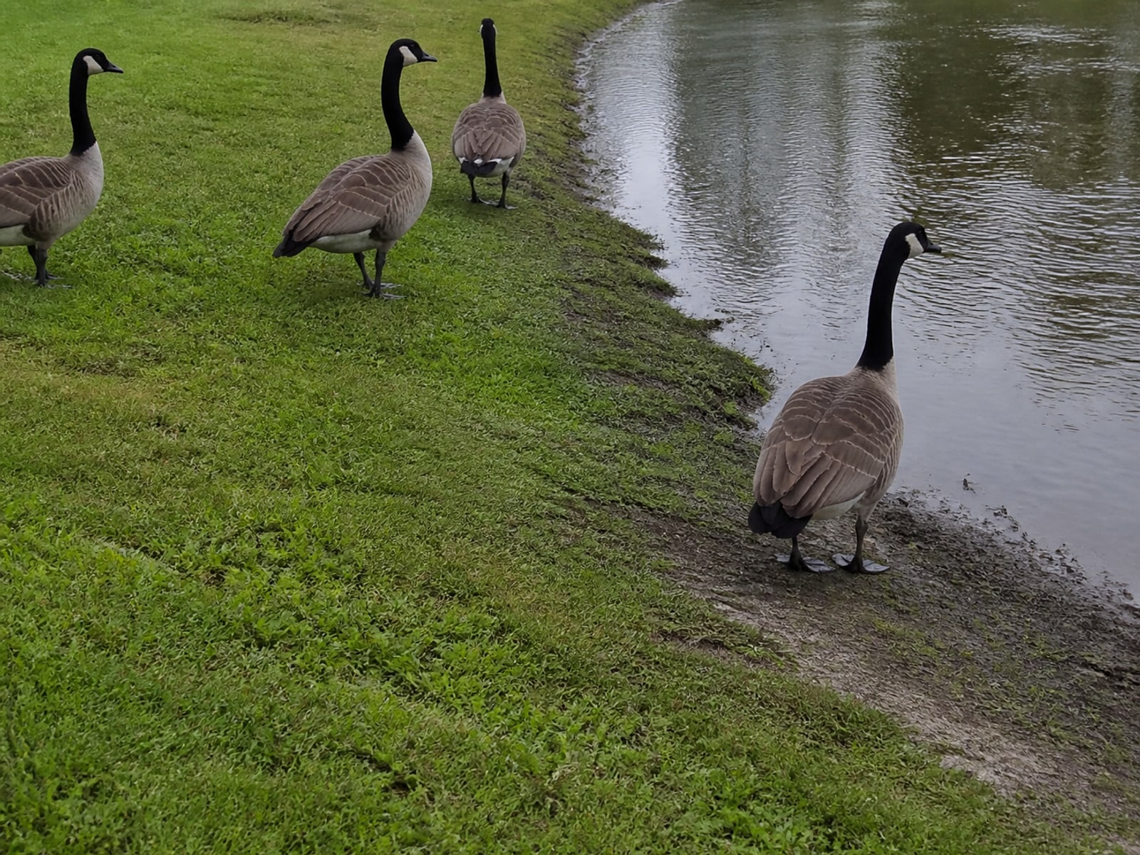 Canada goose droppings and grazed turf on maintained ground in West Hartford, CT