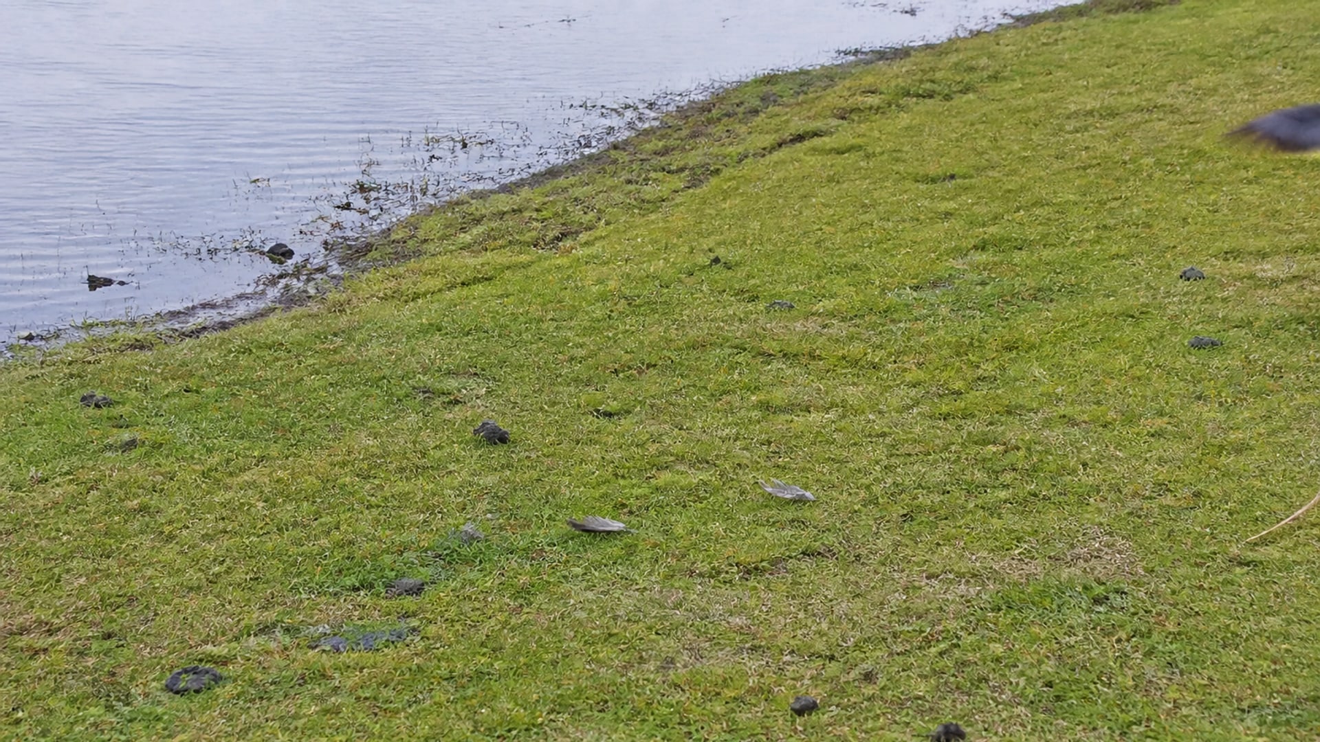 A Border Collie working a flock of Canada geese off maintained ground in West Hartford, CT
