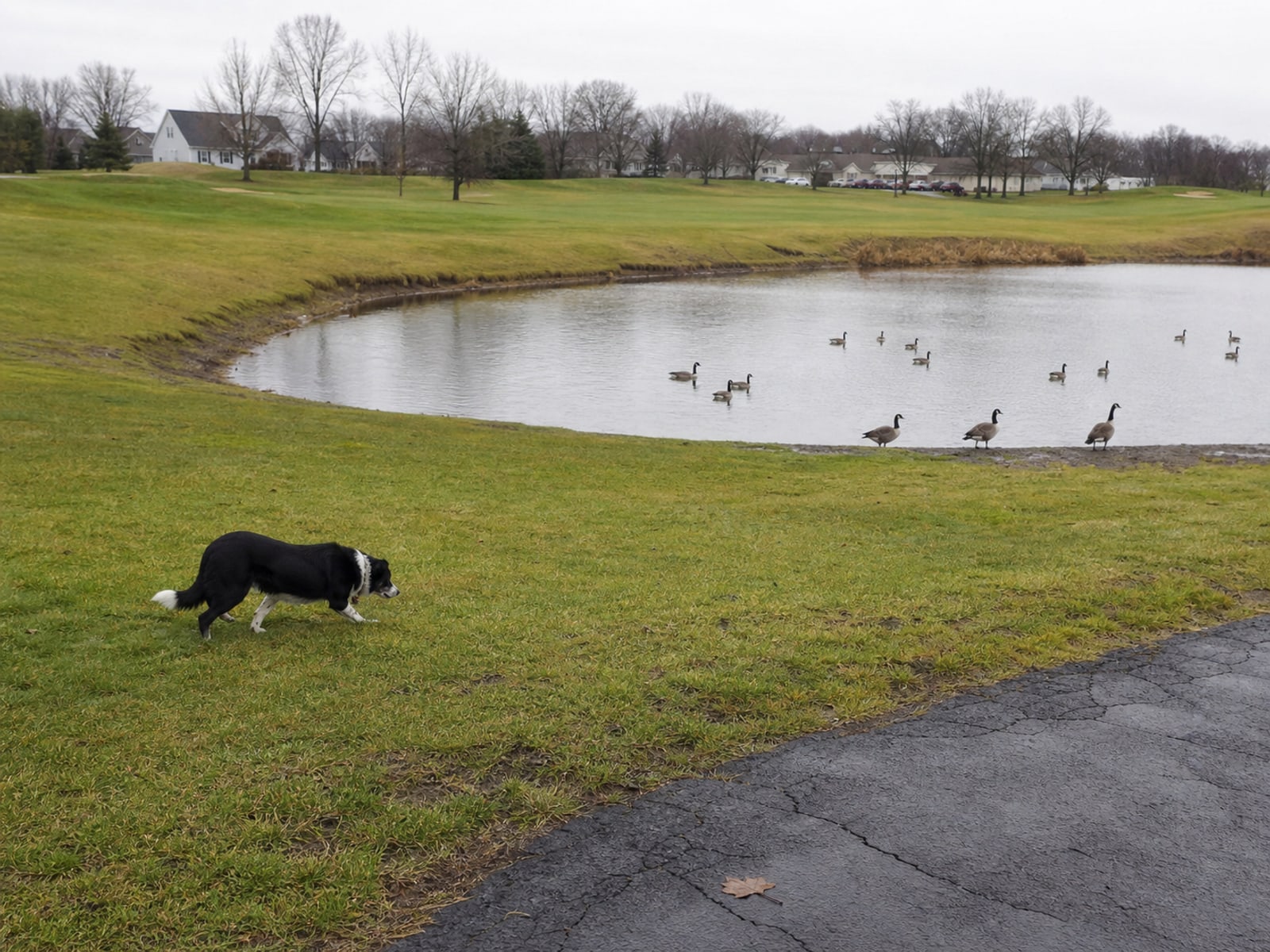 Maintained ground in Wethersfield, CT holding clear of Canada geese after repeat visits