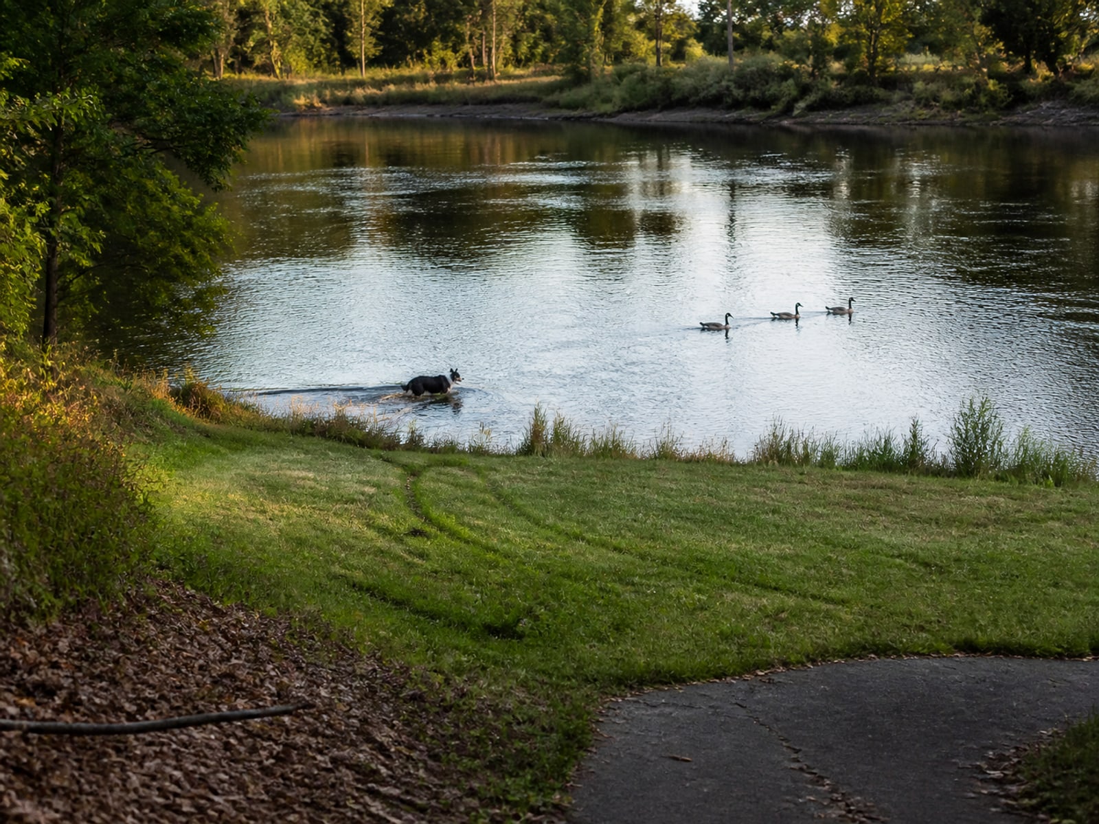 Canada goose droppings and grazed turf on maintained ground in Wethersfield, CT