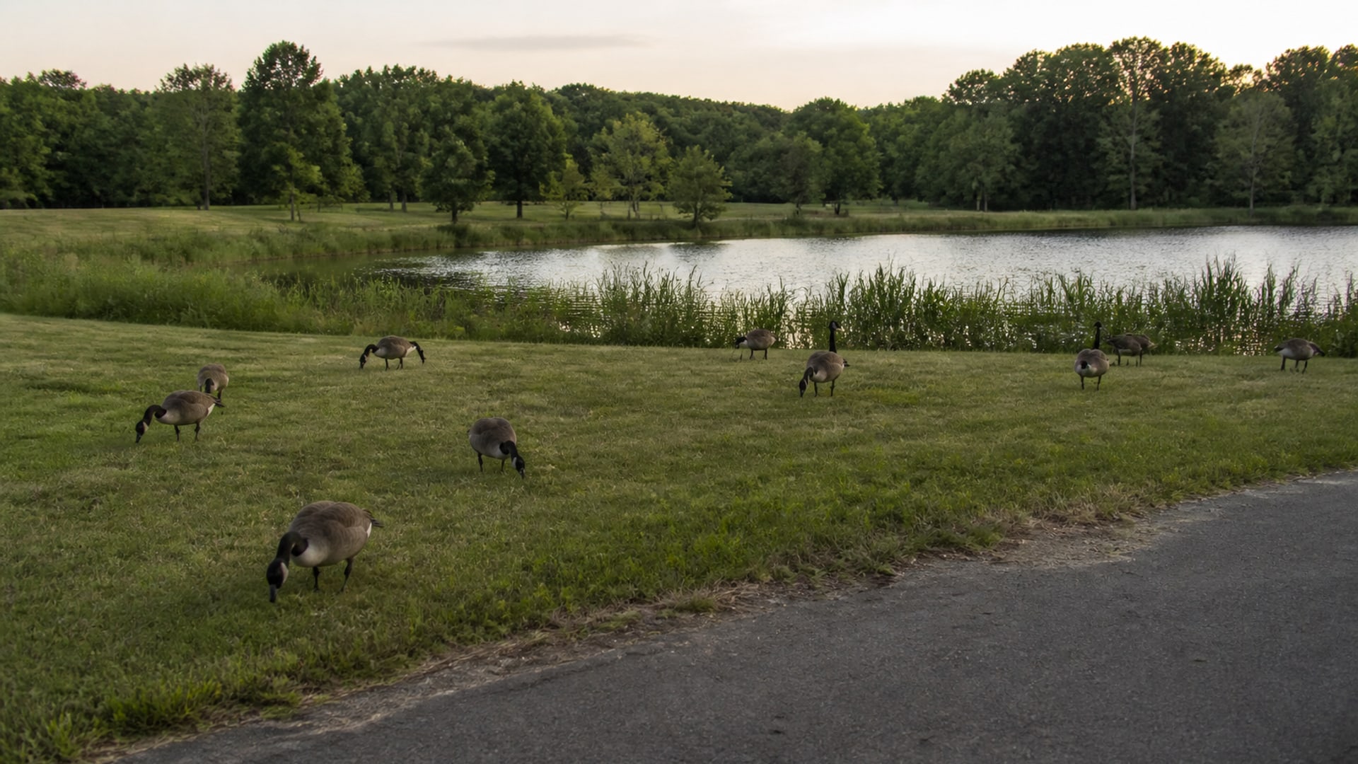 A Border Collie working a flock of Canada geese off maintained ground in Wethersfield, CT