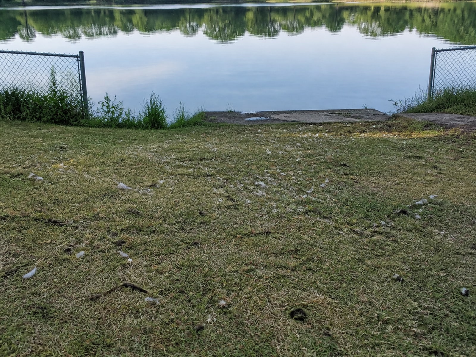Canada goose droppings and grazed turf on maintained ground in Windsor Locks, CT