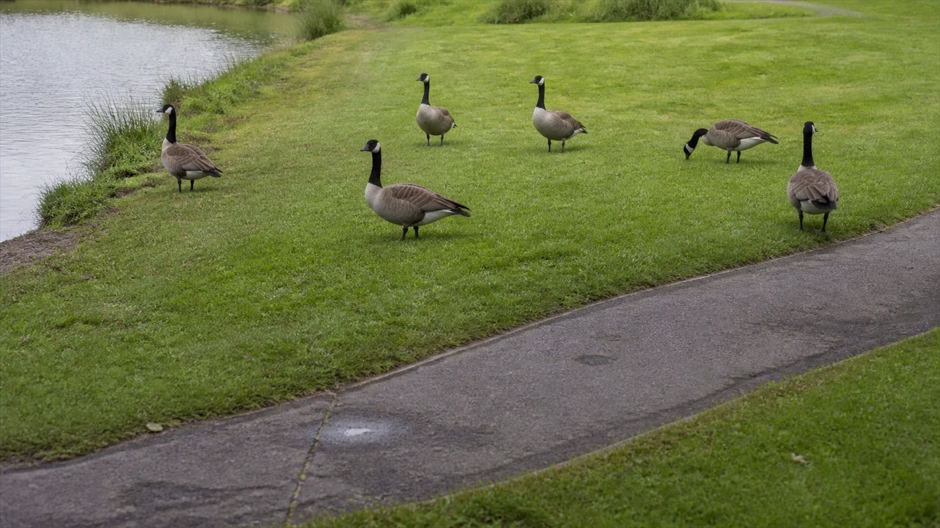 A Border Collie working a flock of Canada geese off maintained ground in Windsor Locks, CT