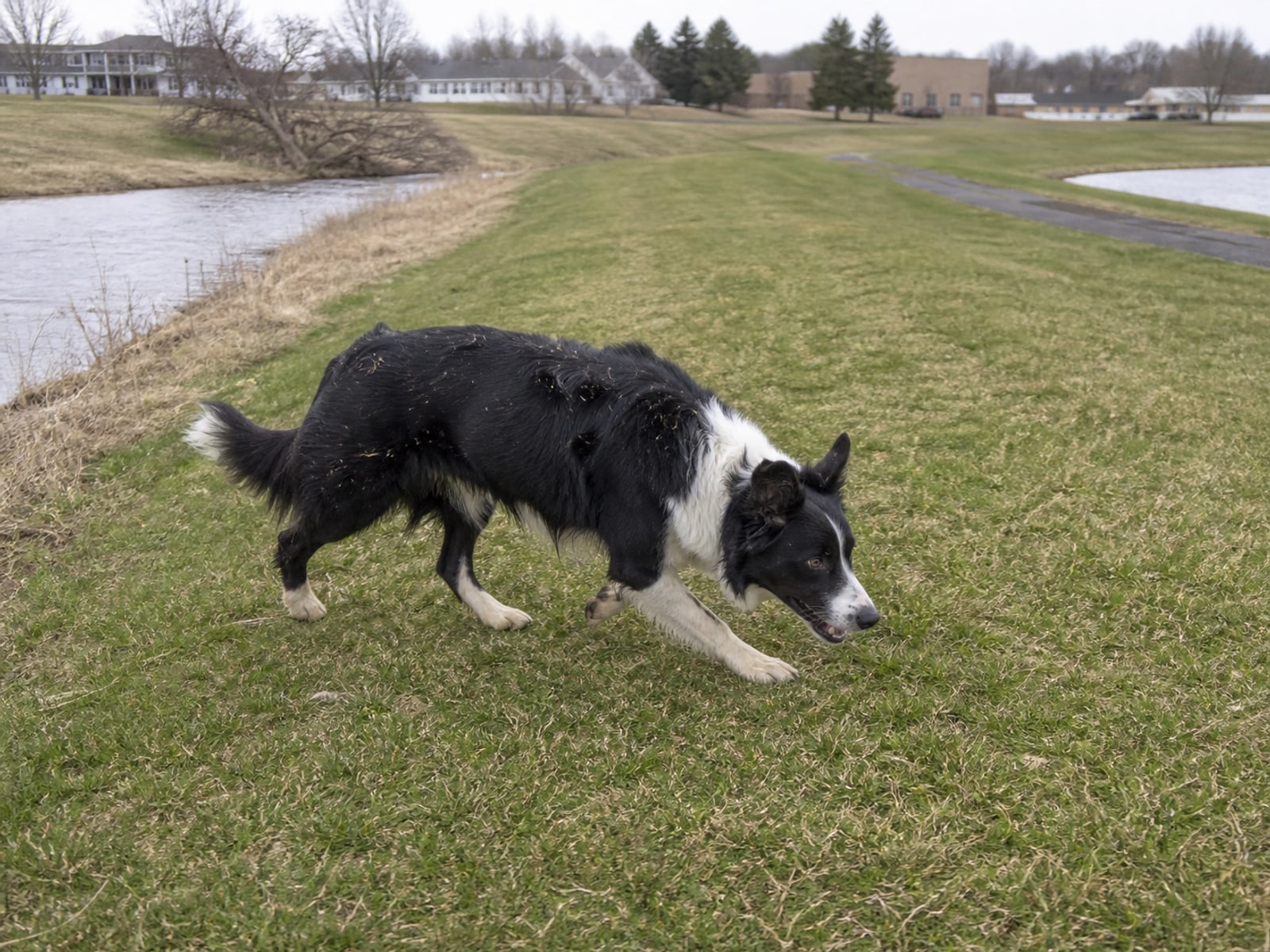Maintained ground in Windsor, CT holding clear of Canada geese after repeat visits