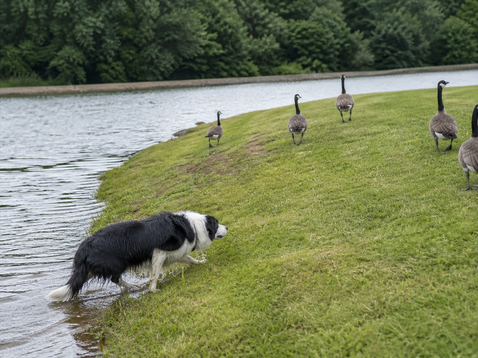 Canada goose droppings and grazed turf on maintained ground in Windsor, CT