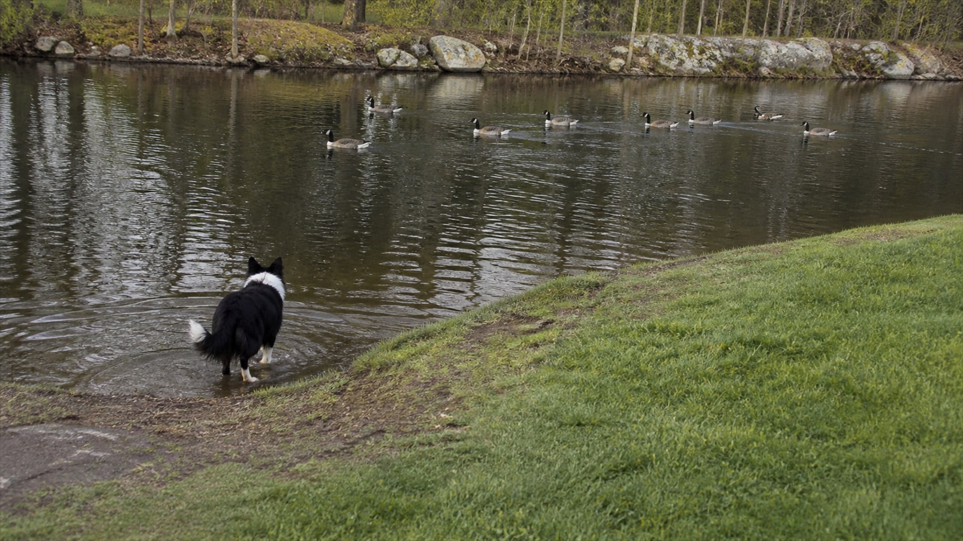 A Border Collie working a flock of Canada geese off maintained ground in Windsor, CT
