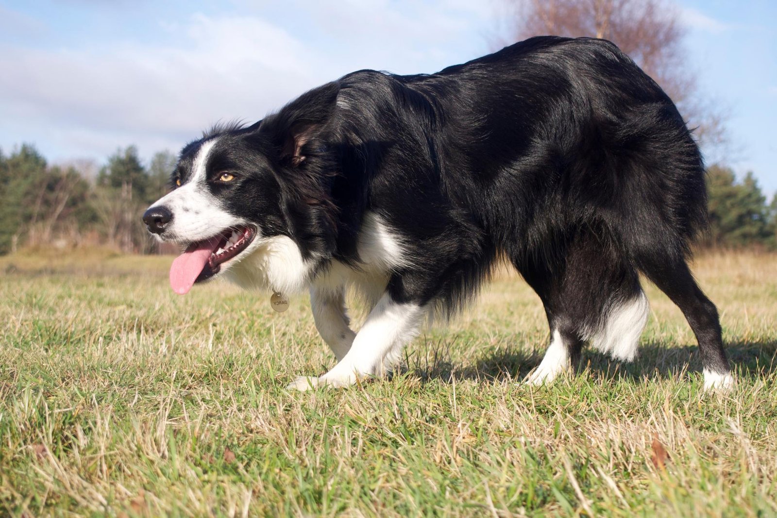 A Border Collie holding a working stance on open turf during a goose abatement visit