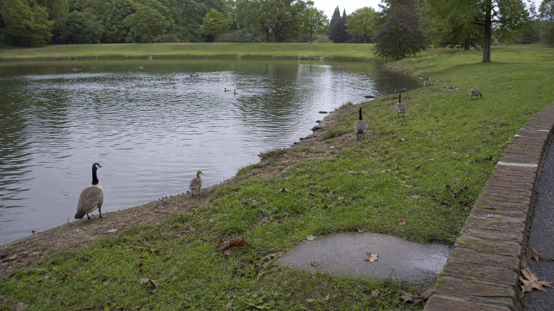 A school athletic field with open mown turf beside water