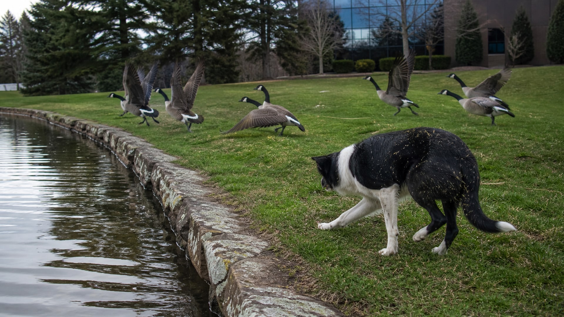 A landscaped retention pond ringed by mown lawn on a corporate campus