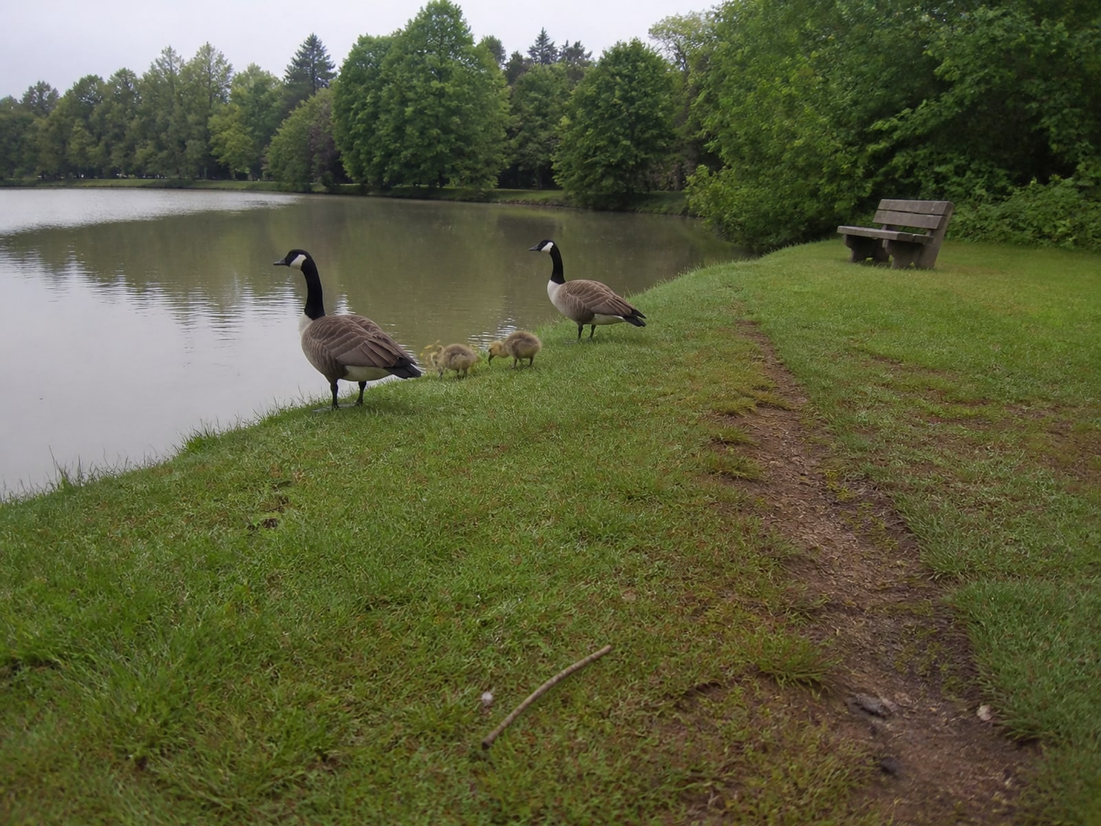 A walkway and entry lawn on a corporate campus where geese leave droppings