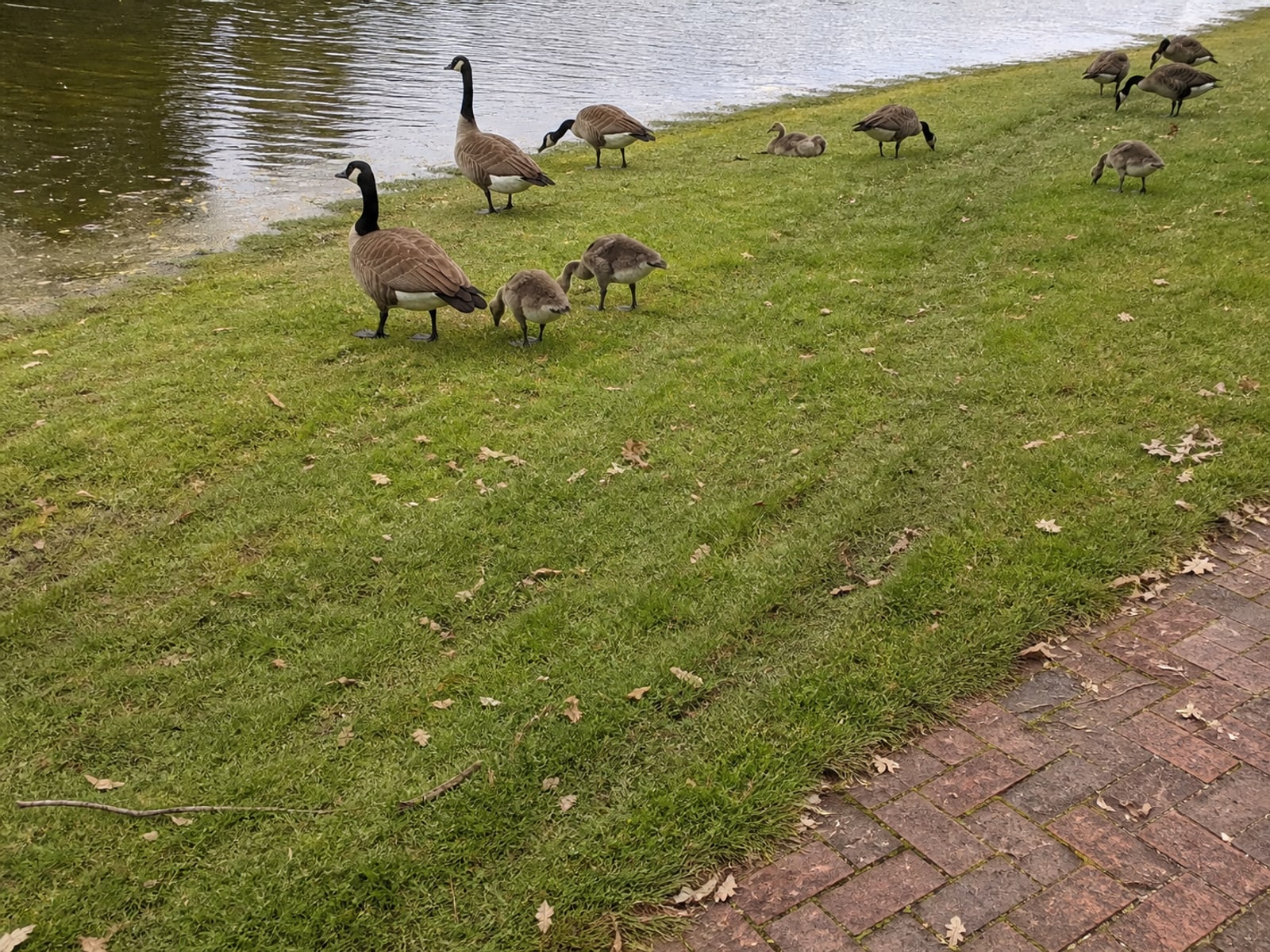 A shared residential walkway fouled by Canada geese