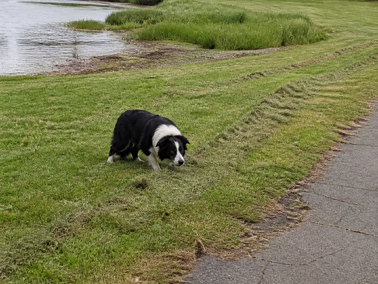 Canada goose droppings across a public path beside water in a town park