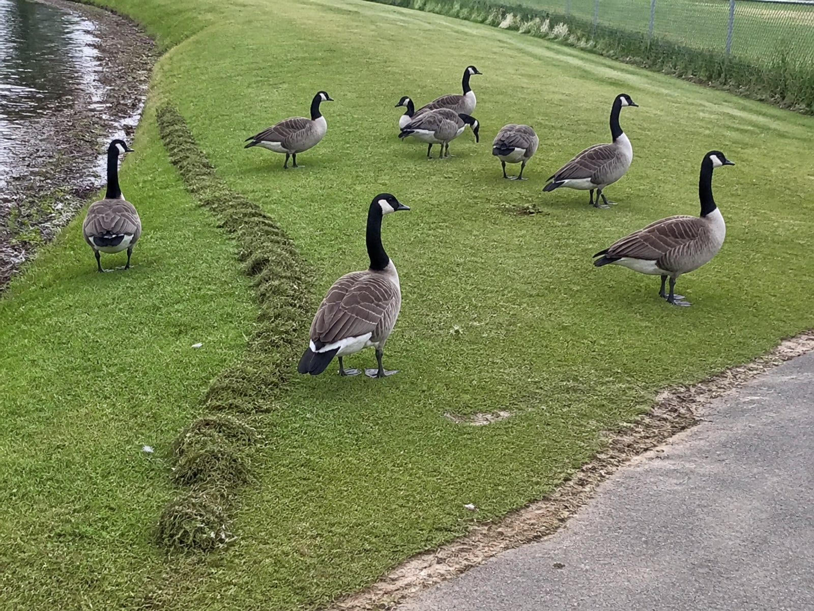 A Border Collie moving Canada geese off a golf green in early morning light