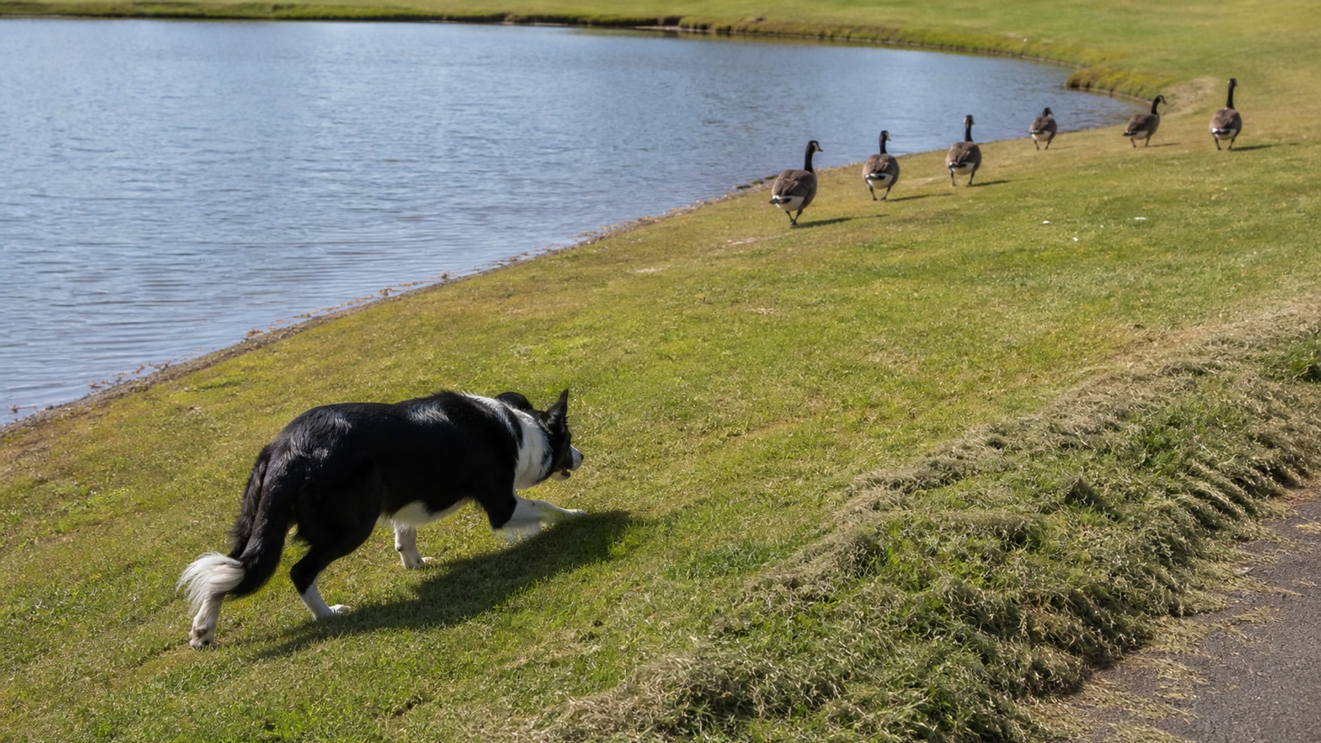 A golf fairway running down to a water hazard with Canada geese on the short turf