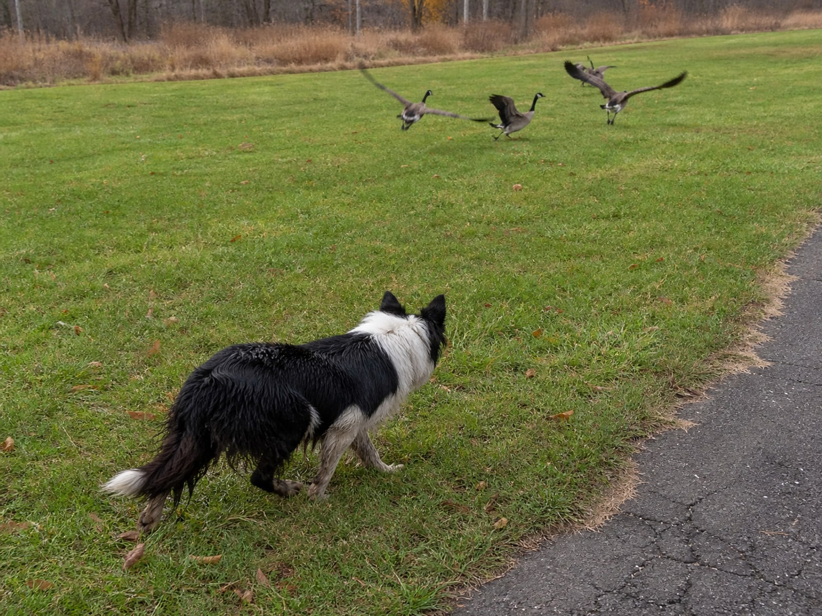Close view of a playing surface thinned by goose grazing with droppings across it