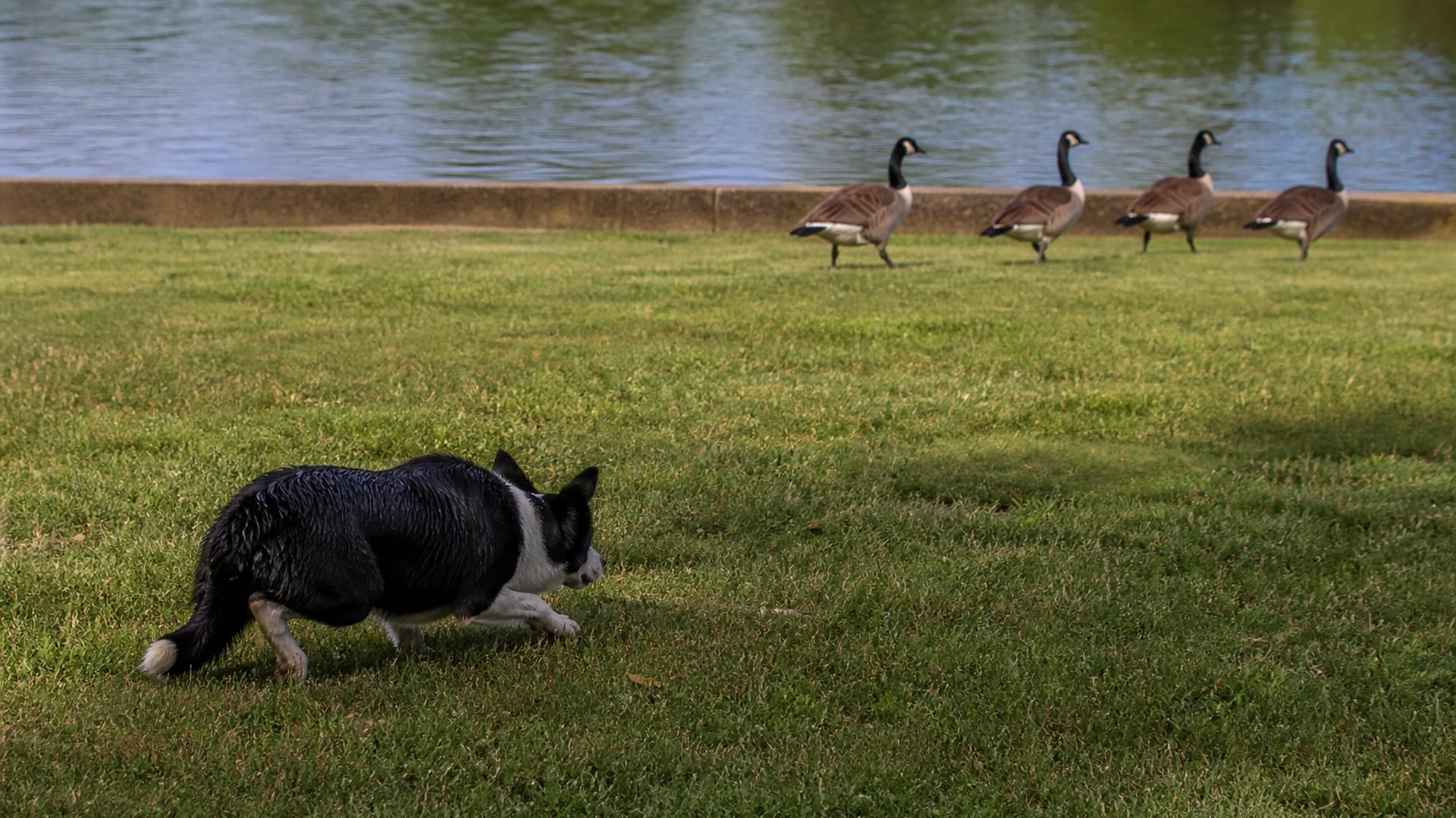 A shared lawn and pond between condominium buildings
