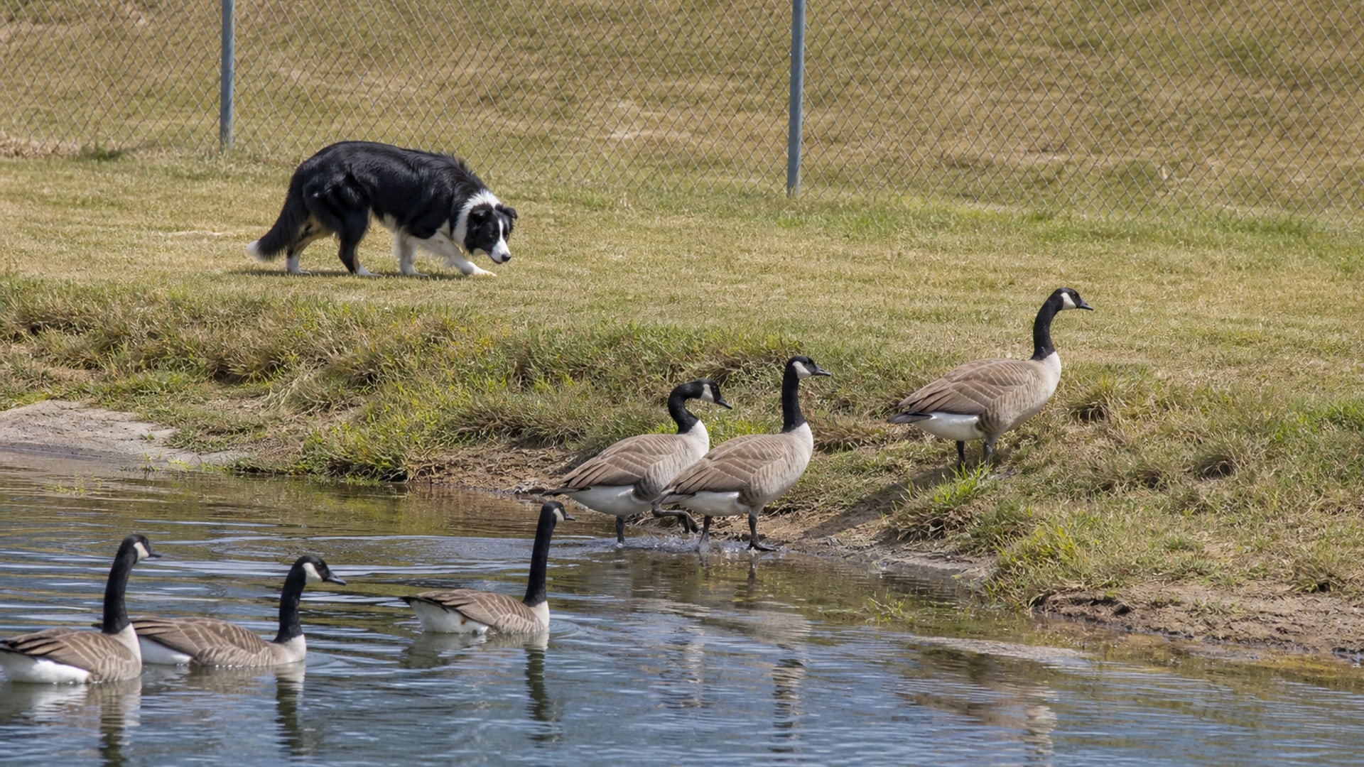 A working dog on maintained ground during a scheduled goose abatement visit