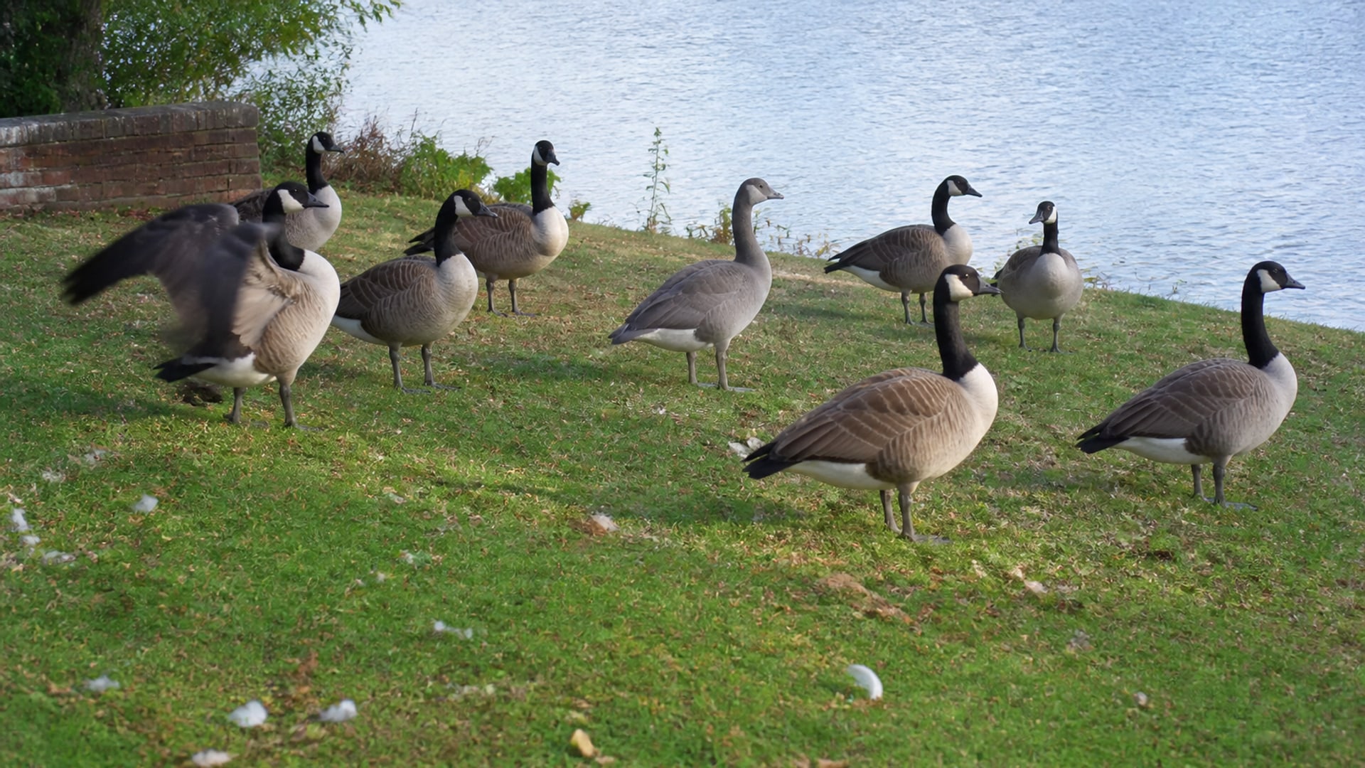 Clean, usable mown grounds beside open water