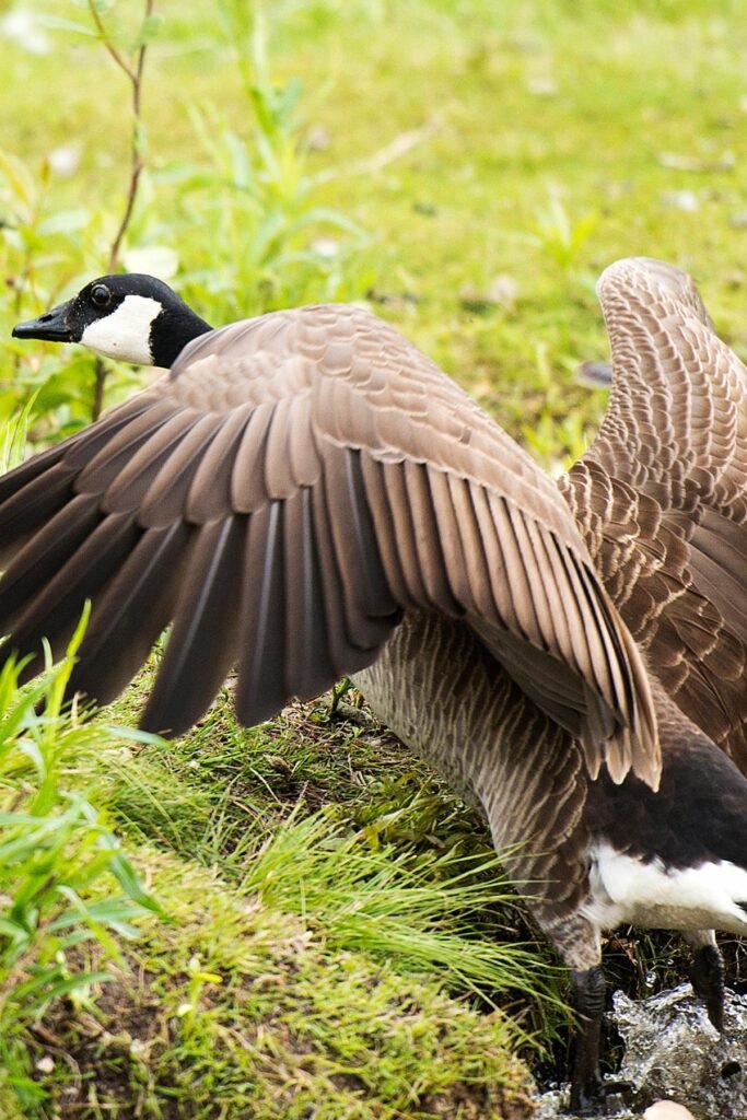 Quality Goose Relocation Services Near Me in CT