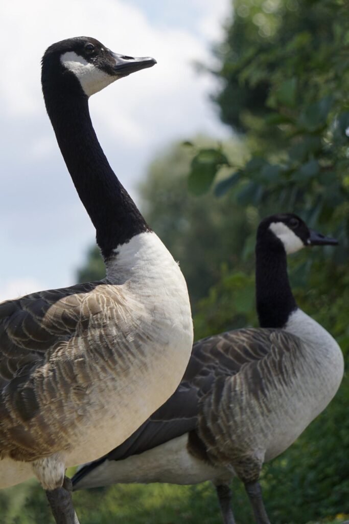 Top Rated Geese Control Company in Connecticut