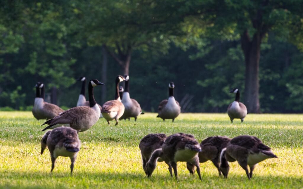 Best Geese Control Company in NY