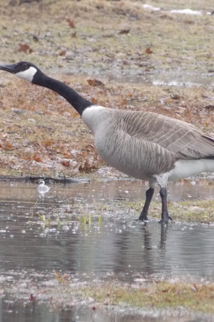 Affordable Geese Control in New York State
