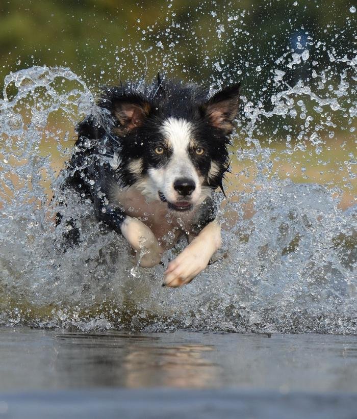 Affordable Border Collie Company Near Me working with Geese