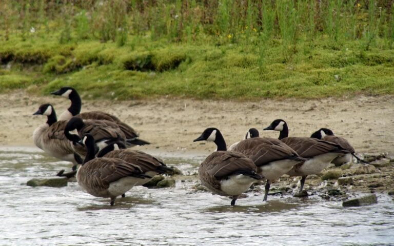 Best Local Geese Management Company Near Me