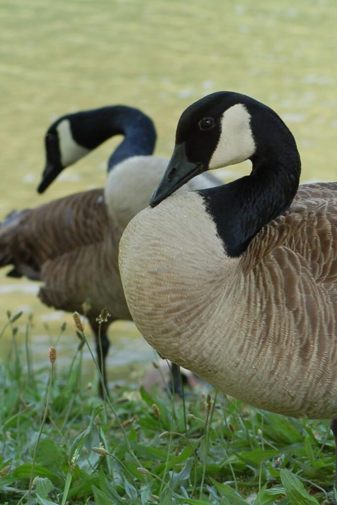 Best Non-Lethal Solutions for Geese on Your Property