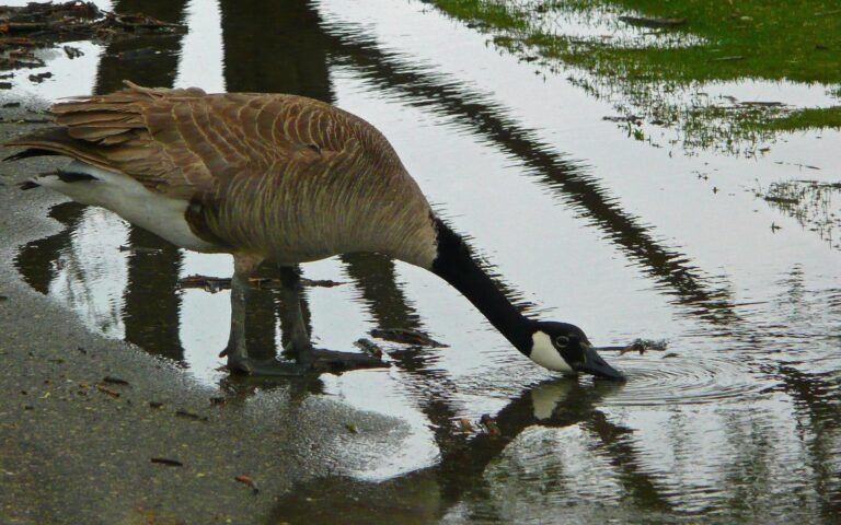 Best Canada Goose Solution Company Near Me