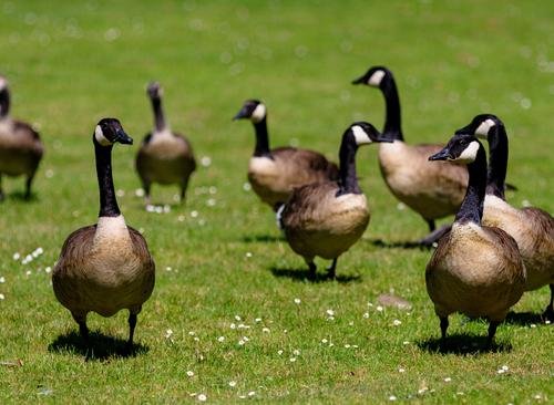 Quality Geese Abatement Company near me